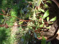 DSCF3642.webp