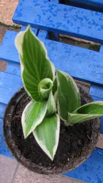 hosta1.webp