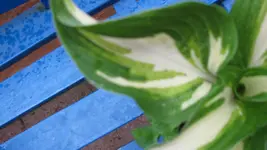 hosta2 (2).webp