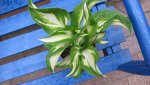 hosta2.JPG