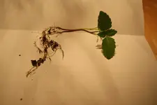 kleinepflanze.webp