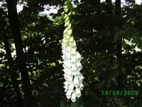 fihu,kl.webp