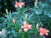 PIC00058.webp