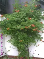 PIC00077.webp