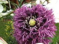tschogglmohn,kl.webp