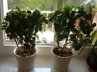 Calamondin1.webp
