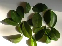 Calamondin4.webp