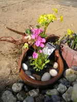 Sumpfdotterblume und Rosenprimel.webp