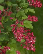 Blutjohannisbeere-Ribes_sanguineum_1.webp