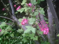 PIC00521.webp