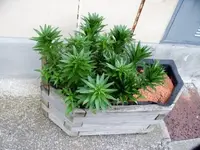 weissnix1.webp