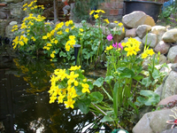 teichfrühling 2009.webp