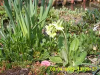 SA500337.webp