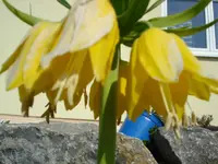 Kaiserkrone.webp