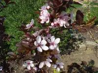 bluehende Blutpflaume.webp
