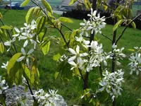 bluehende Felsenbirne.webp