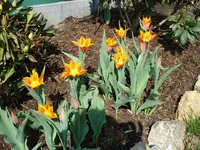 die neuen Tulpen.webp