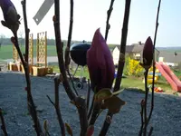 Magnolie.webp