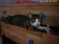 Anton.webp