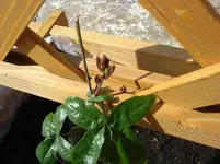 Passionsblume.webp