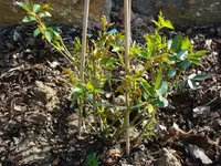Rose Schneewittchen.webp