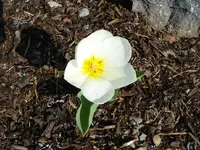 schoene Tulpe.webp