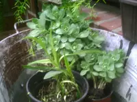 PIC00526.webp