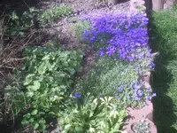 Blaukissen.webp