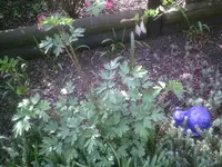 mit Schnecke.webp