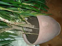 Yucca mit Schienen.webp