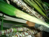 Yucca nach umtopfen gelbe Blattspitze.webp