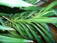 Yucca nach umtopfen hängenden Stämme.webp