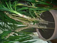 Yucca nach umtopfen kahle Stämme, trockene Blätter.webp