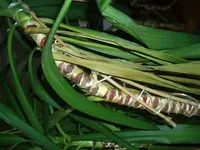 Yucca nach umtopfen Nahaufnahme.webp