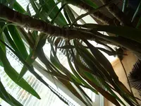 Yucca Problem bevor umtopfen pic.1.webp