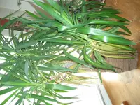 Yucca Problem bevor umtopfen pic.3.webp