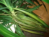 Yucca Problem bevor umtopfen pic. 2.webp