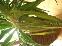 Yucca Problem bevor umtopfen pic. 4.webp