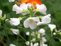 CIMG5307.webp