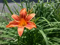 Taglilie.webp