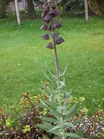 Garten April09 003.webp