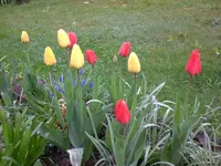 Garten April09 006.webp
