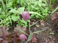 Garten April09 008.webp