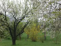 Garten April09 020.webp