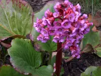 Garten April09 010.webp