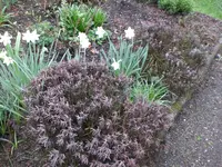 Garten April09 017.webp