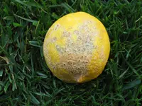008.webp