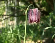 schachbrett.webp