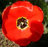 tulpe.webp