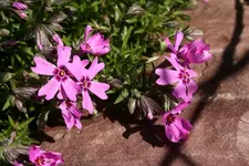 floxx.webp